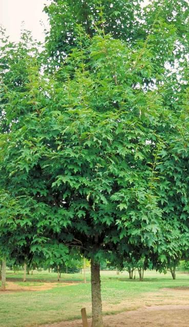 Figure 1. Middle-aged Acer saccharum 'Green Mountain': 'Green Mountain' Sugar Maple