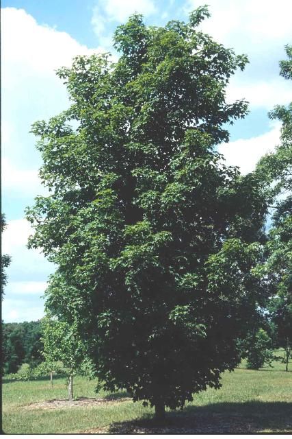Figure 1. Middle-aged Acer saccharum 'Newton Sentry': 'Newton Sentry' Sugar Maple