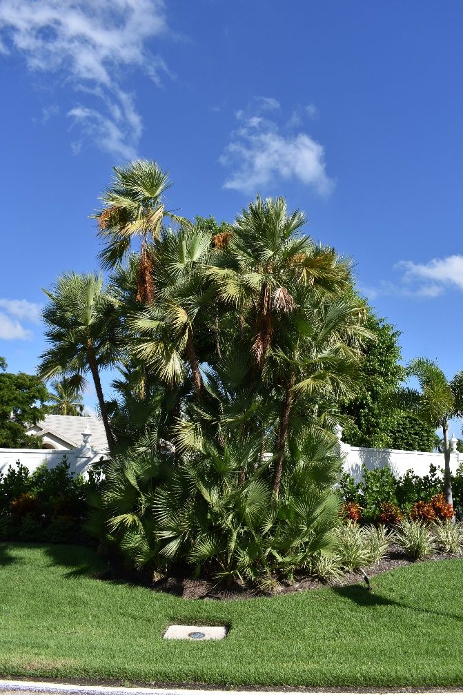 Full form Paurotis palm (Acoelorrhaphe wrightii).