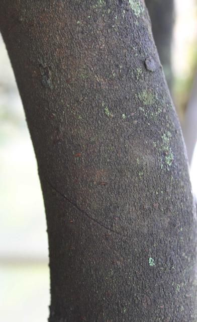 Figure 6. Bark - Aesculus pavia: red buckeye