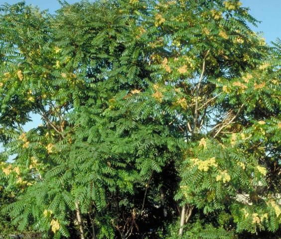 Figure 1. Mature Ailanthus altissima: Tree-of-Heaven