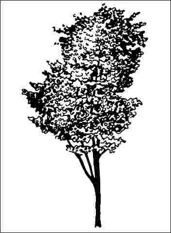 Figure 1. Young Amelanchier canadensis: Shadblow Serviceberry