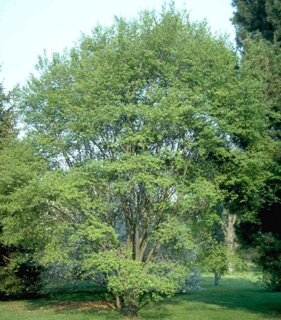 Figure 1. Middle-aged Amelanchier laevis: Allegheny Serviceberry