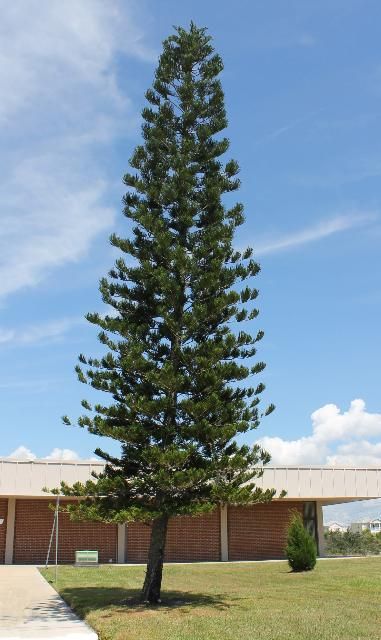 Figure 1. Full Form - Araucaria heterophylla: Norfolk Island-pine