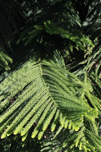 Figure 3. Leaf - Araucaria heterophylla: Norfolk Island-pine
