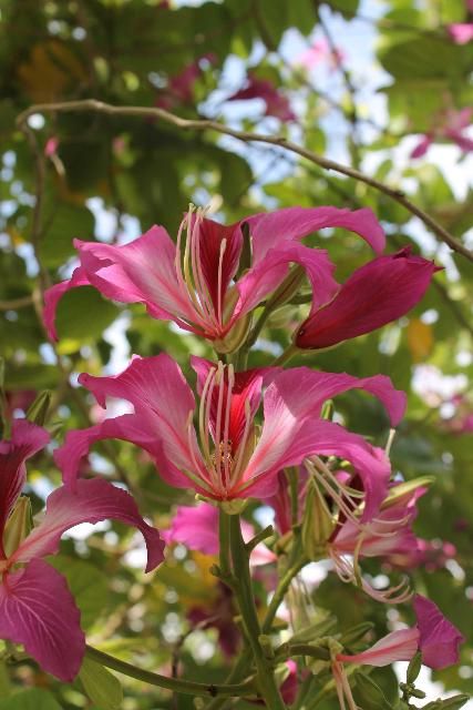 Figure 4. Flower - Bauhinia variegate: orchid tree