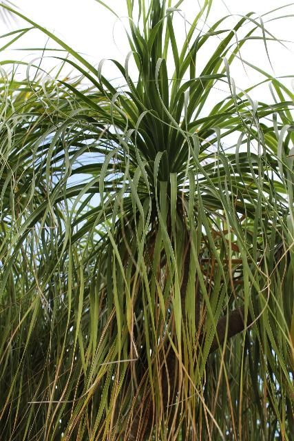Figure 3. Leaf - Beaucarnea recurvata: ponytail palm