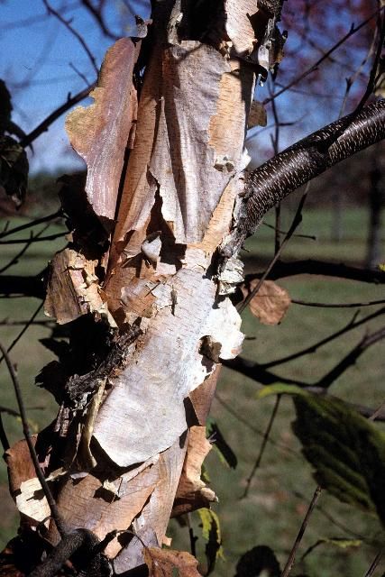 Figure 5. Bark - Betula nigra: river birch