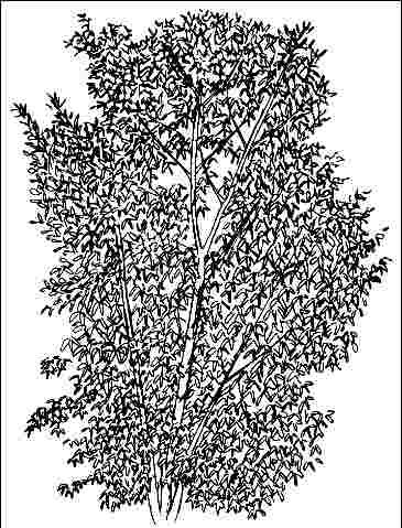 Figure 1. Young Betula papyrifera: Paper Birch