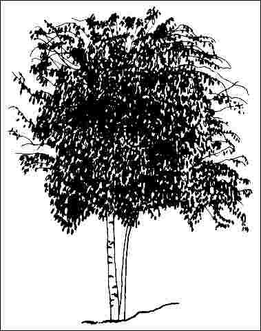 Figure 1. Middle-aged Betula pendula: European Birch