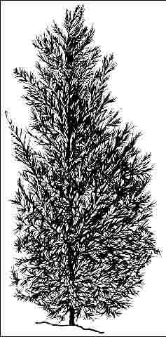 Figure 1. Middle-aged Betula pendula 'Youngii': 'Youngii' European Birch