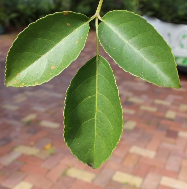 Figure 3. Leaf - Bischofia javanica: Bishopwood