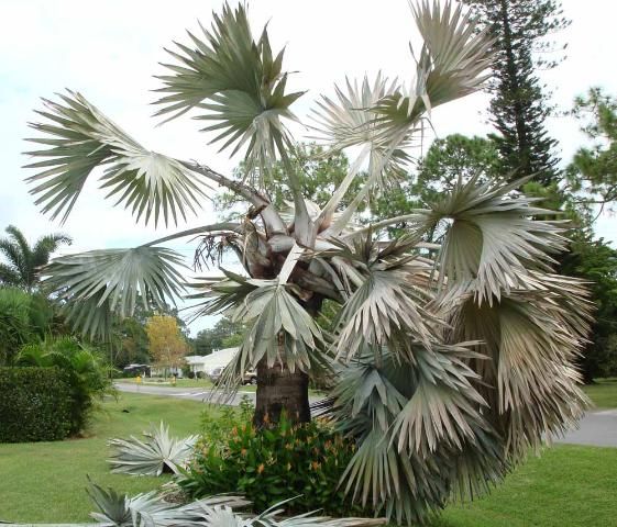 Figure 8. Bismarck palm infested with palmetto weevils.