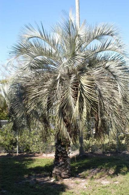 Figure 1. A 35-year-old pindo palm (Butia odorata).
