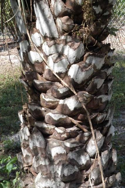 Figure 2. Trunk of pindo palm showing persistent leaf bases.