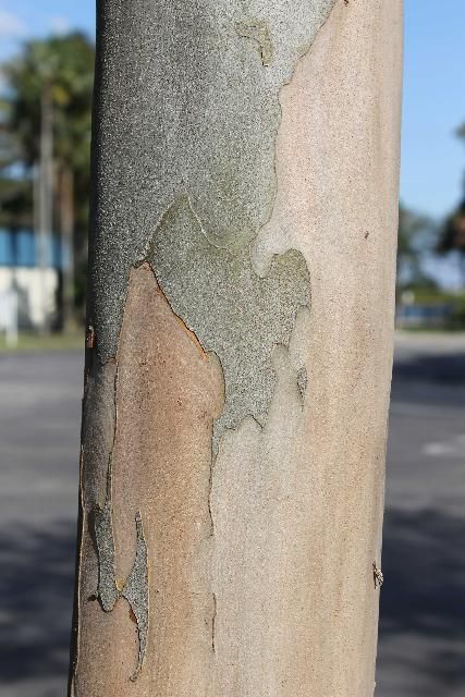 Figure 6. Bark - Caesalpinia granadillo: bridalveil tree