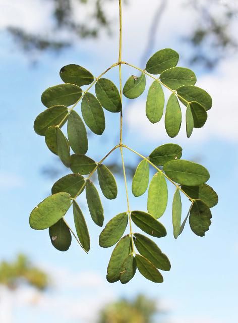 Figure 3. Leaf - Caesalpinia granadillo: bridalveil tree