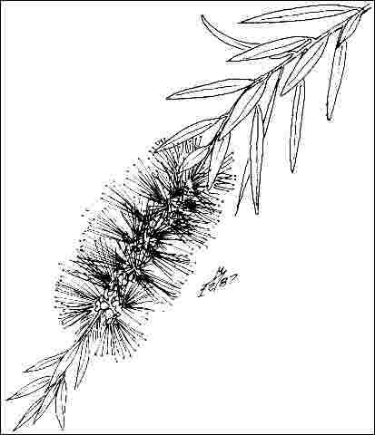 Figure 3. Flower
