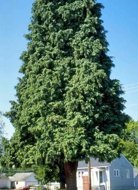 Figure 1. Middle-aged Calocedrus decurrens: California Incense-Cedar.