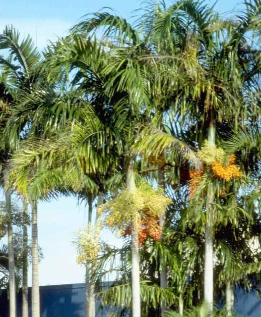 Figure 1. Mature Carpentaria acuminata: Carpentaria Palm