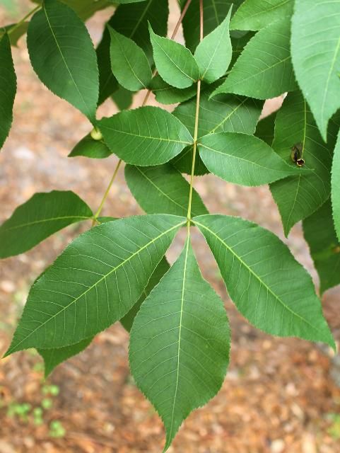 Figure 3. Leaf—Carya glabra: Pignut hickory