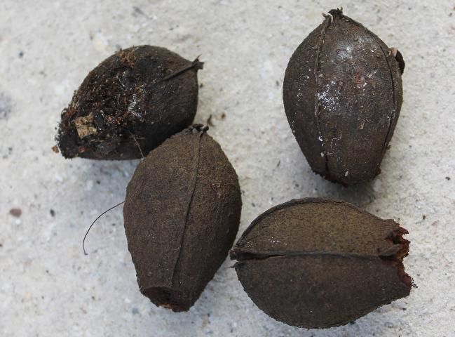 Figure 6. Fruit—Carya glabra: Pignut hickory