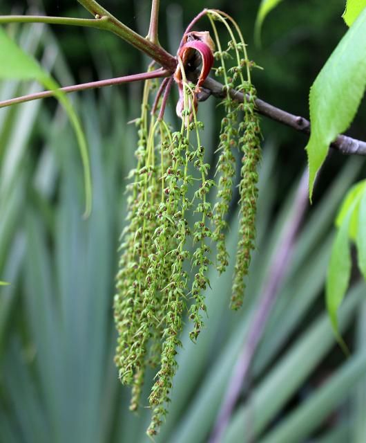 Figure 4. Flower—Carya glabra: Pignut hickory
