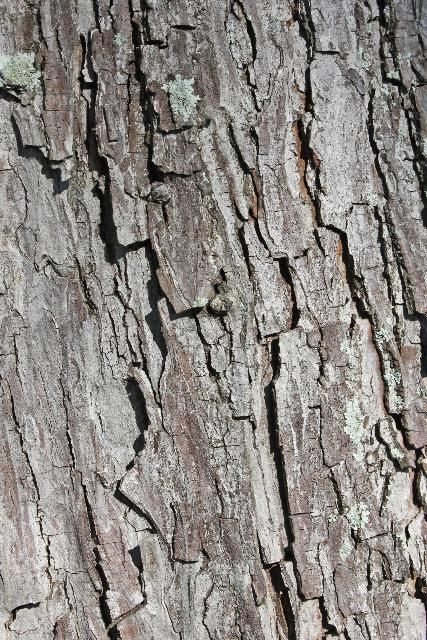 Figure 6. Bark—Carya illinoensis: Pecan