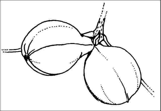 Figure 4. Fruit