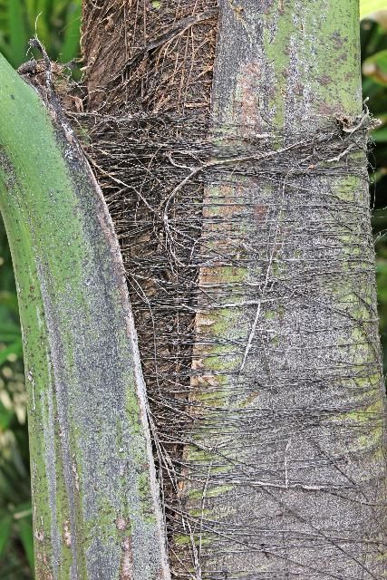 Figure 5. Bark—Caryota mitis: Fishtail palm