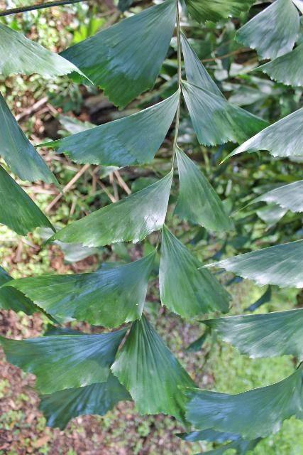 Figure 3. Leaf—Caryota mitis: Fishtail palm