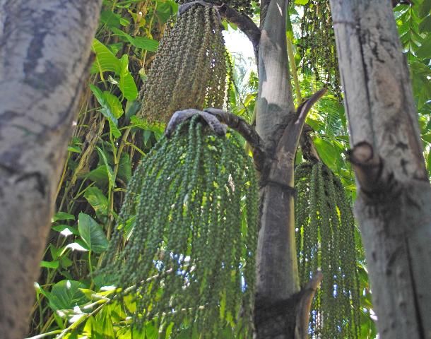 Figure 4. Fruit—Caryota mitis: Fishtail palm