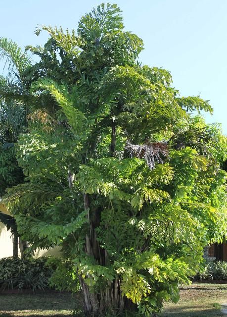 Figure 1. Full Form—Caryota mitis: Fishtail Palm
