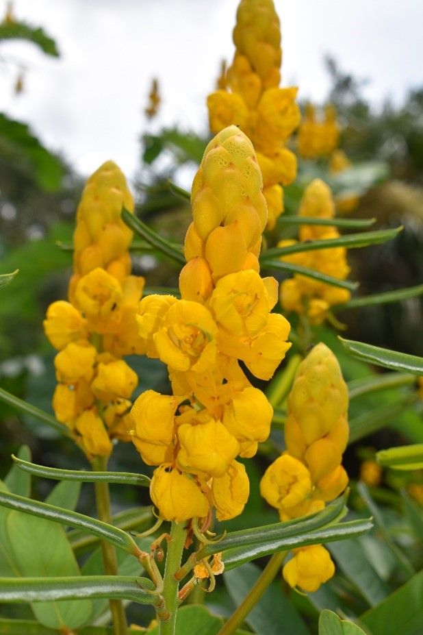 Flower of Senna alata: Candlebrush
