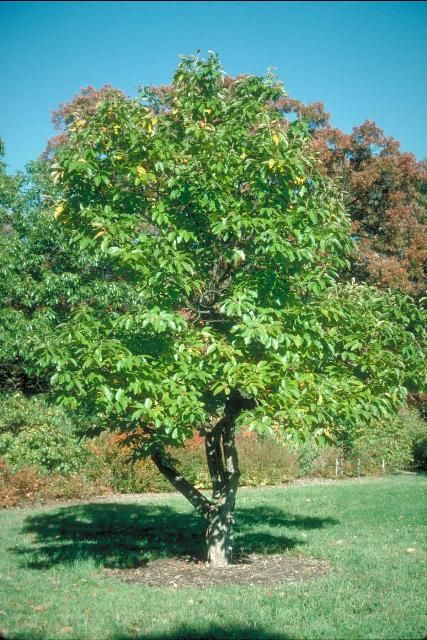 Figure 1. Mature Castanea mollissima: Chinese Chestnut