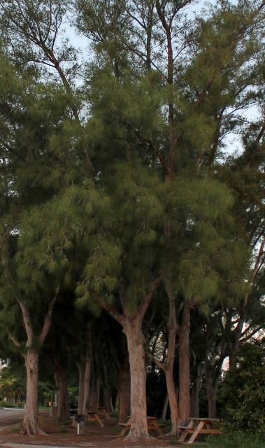 Figure 1. Full Form—Casuarina spp.: Australian-pine