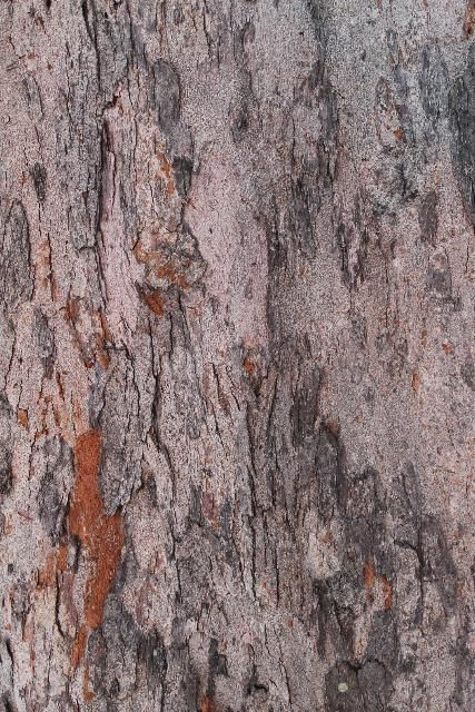 Figure 6. Bark—Casuarina spp.: Australian-pine