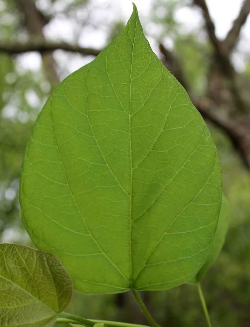 Figure 3. Leaf—Catalpa spp.: Catalpa