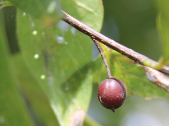 Figure 4. Fruit—Celtis laevigata: Sugarberry