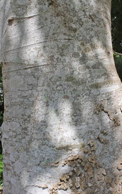 Figure 5. Bark—Celtis laevigata: Sugarberry