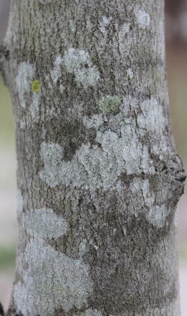 Figure 6. Bark, Young—Cercis canadensis: Eastern redbud