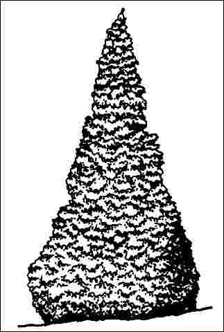 Figure 1. Mature Chamaecyparis lawsoniana: Lawson Falsecypress