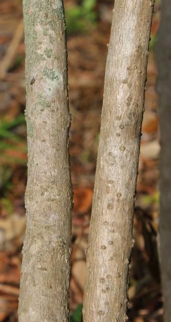 Figure 5. Lenticils—Chionanthus virginicus: Fringetree