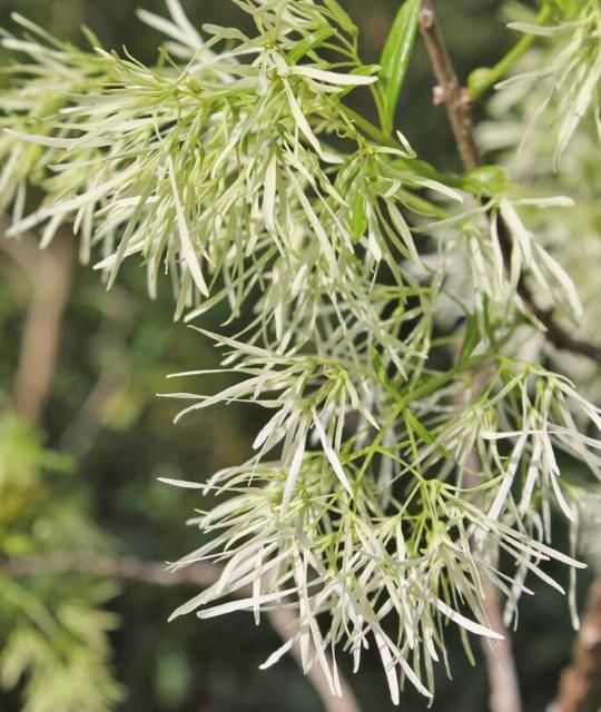 Figure 3. Flower—Chionanthus virginicus: Fringetree
