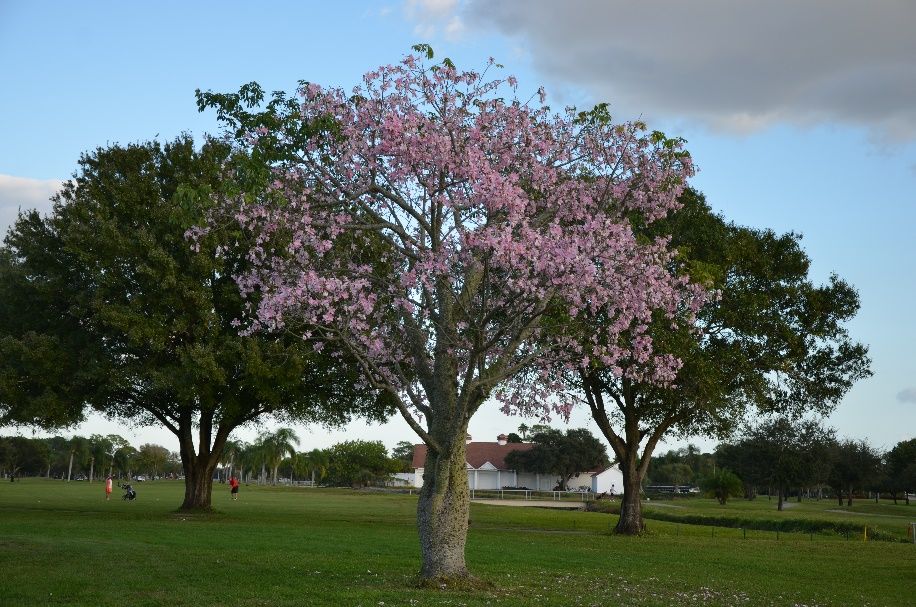 Mature Ceiba  speciosa: Silk-floss tree.