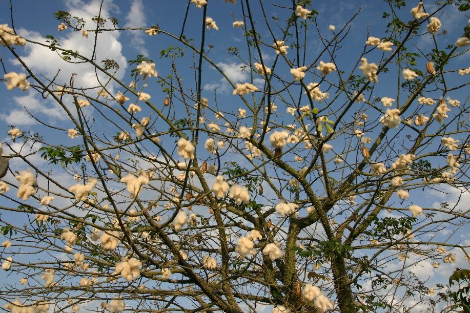 Canopy of Ceiba speciosa.