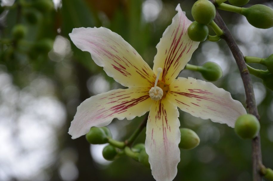 Flower of Ceiba speciosa