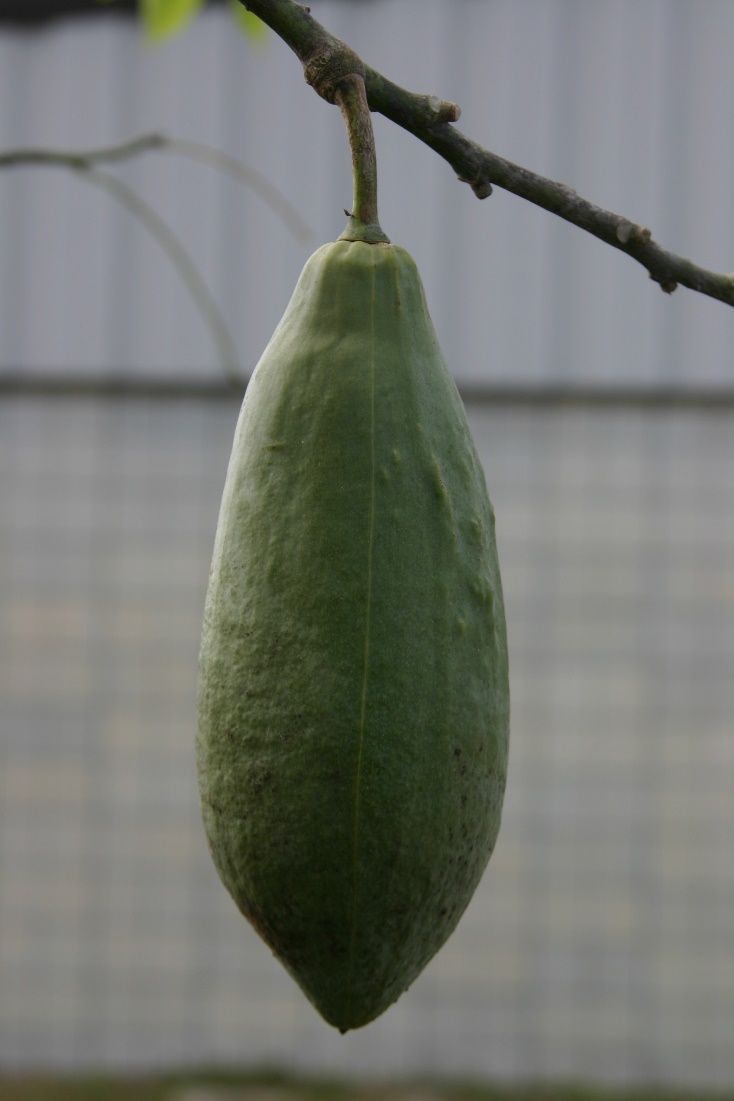 Fruit of Ceiba speciosa before opening.