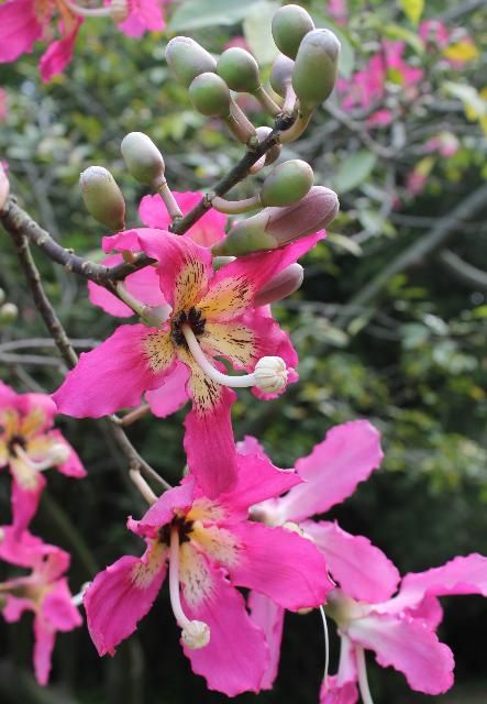 Figure 4. Flower—Chorisia speciosa: Silk-floss tree