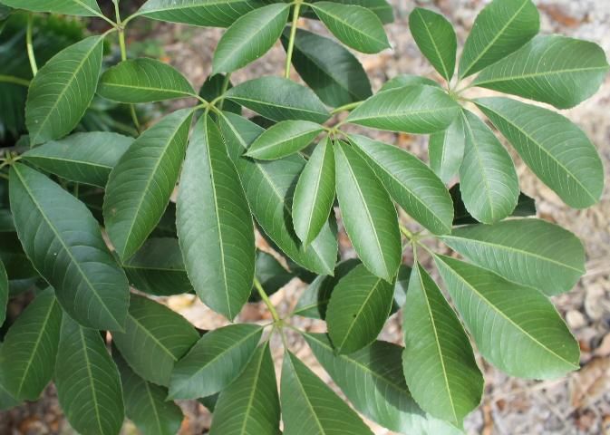 Figure 3. Leaf—Chorisia speciosa: Silk-floss tree